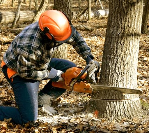 Tree Removal in Houston, TX